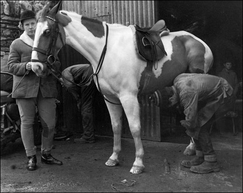 Shoeing a horse at the blacksmith's