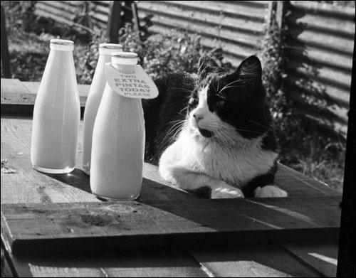 A cat waits for milk!