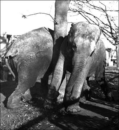 Roberts' Circus elephants in Spencer Park