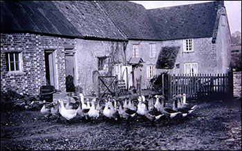 Geese at Dial Farm