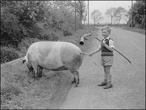 One of the sons of the Strickland family, driving pigs along Newton Road in the 1950s.