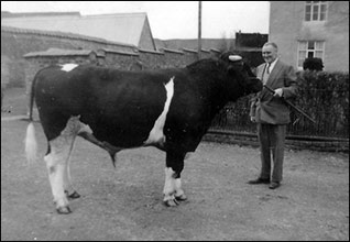 Bill with one of the bulls at Higham Park Farm