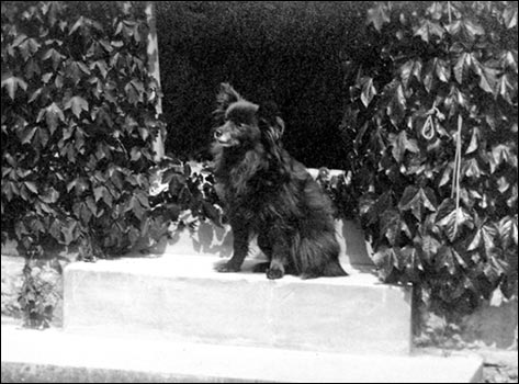 Rosa Browning's favourite dog