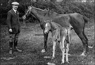 with horse & foal
