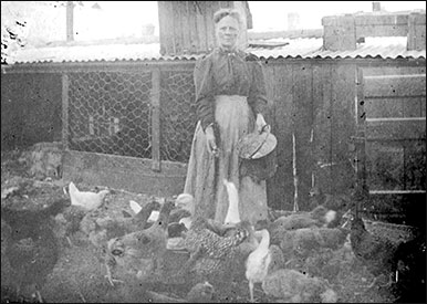 feeding hens and ducks