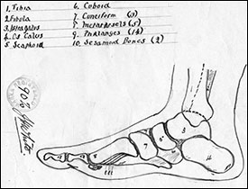 Test paper on the bones of the foot