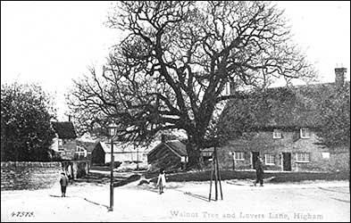 Walnut Tree and Lovers Lane