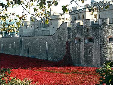 poppies in the moat