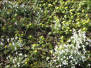 snowdrops and aconites