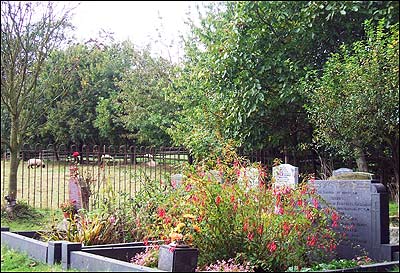 Sheep grazing in the field adjoining the churchyard