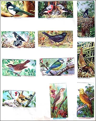 birds