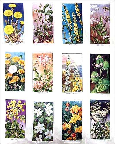 flowers