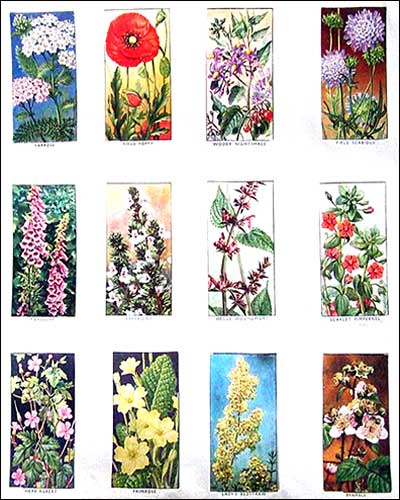flowers