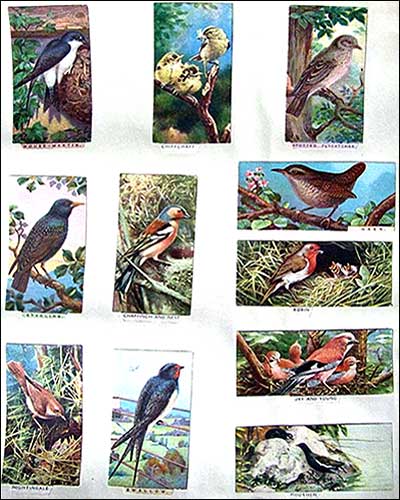birds