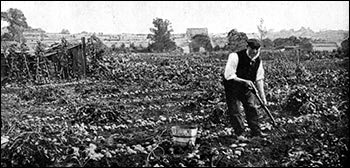 Working on an allotment