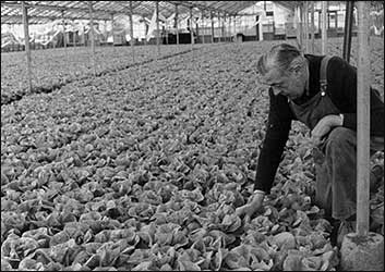 Tending the lettuces