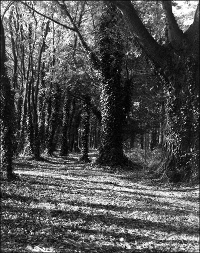 The woodland area in Hall Park