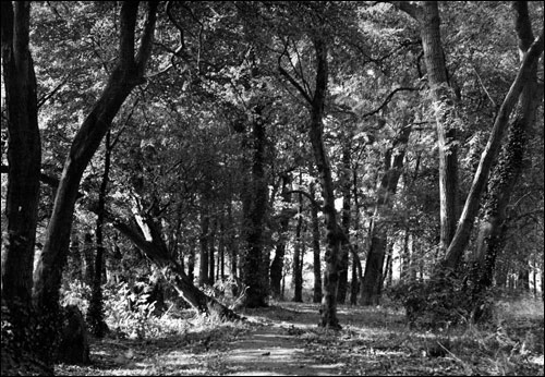 The path through the woodland area