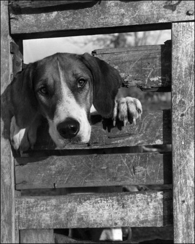 Vic's dog