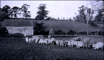 Mr Nibbs with the pigs