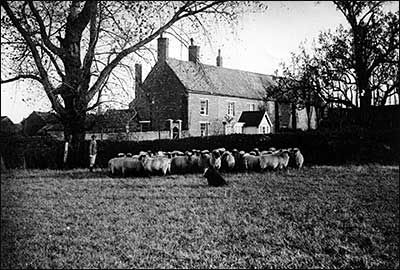with the sheep