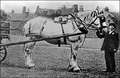 One of Ellis & Everard's horses