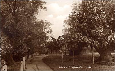 Trees in the park