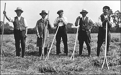 raking the hayfield