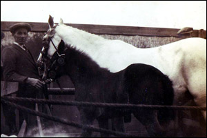 Horse and a foal