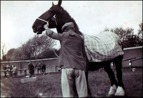 Shire horse