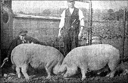 Mr Houghton and the pigs