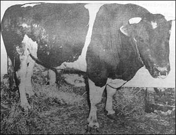 The bull