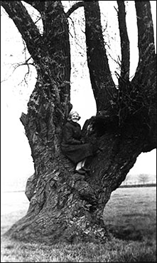 sitting in one of the trees