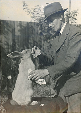 grooming a rabbit