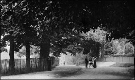 These are the trees Doris admired