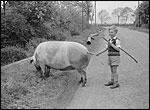 Newton Road - Court Estate. One of the Strickland boys driving a pig in the 1950s