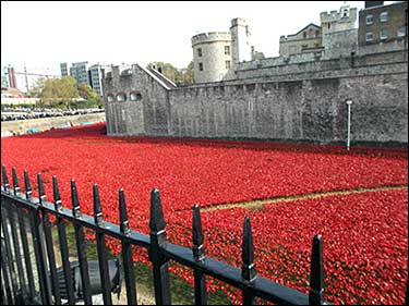 poppies